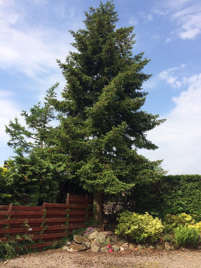 Firtree Bed And Breakfast At Galvelbeg House Crieff Buitenkant foto